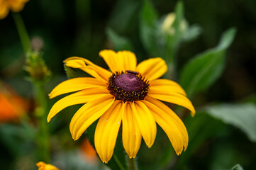 Yellow “black-eyed Susan”  in the park. 