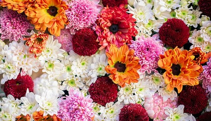 Amazing red, orange, pink, purple, green, and white chrysanthemums on a wall background