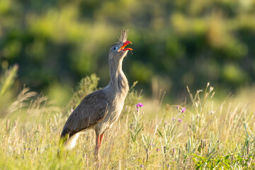 A red-legged seriema singing in a field