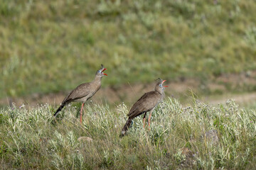 A red-legged seriema pair singing in a field