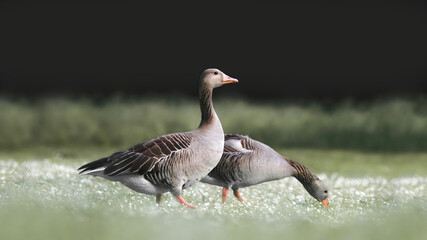 Two greylag geese or graylag geese (Anser anser)