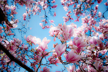 View into a beautiful Magnolia Tree from below  © Malte