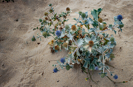 beautiful sea holly (Eryngium maritimum) on sandy ground (beach) from above