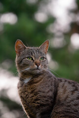 portrait of a cat, on the roof with forest in background