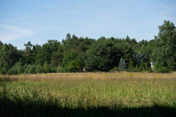 landscape with trees and sky at the summer