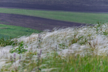 Dry grass on a meadow in the spring in Iceland.