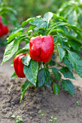 Fresh juicy ripe organic red peppers from green shrub and leaves on vegetable garden background.