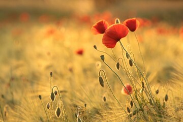 Poppies in the field at sunset - 622372133