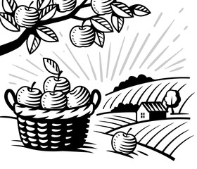 Apple garden on farm. Village and fruit harvest