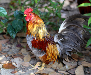 Beautiful colorful rooster photographed in close up