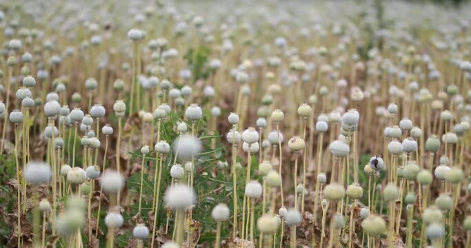 Capsule showing latex (opium) exuding from incision Plant showing the typical glaucous appearance