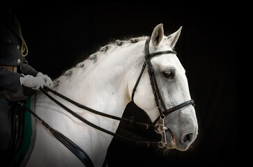 A portrait of gray dressage horse on black
