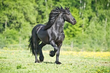 black Friesian horse gallops on the grass in the summer time