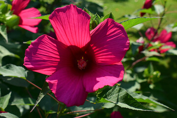 Red hibiscus flower on a green background.