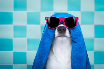 jack russell dog in a bathtub not so amused about that , with blue  towel, wearing funny sunglasses or glassses having a spa or wellness treatment