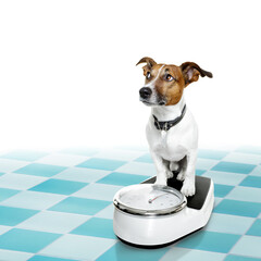 jack russell dog with guilty conscience  for overweight, and to loose weight , standing on a scale,...