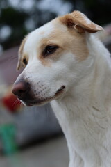 Fototapeta premium A White Stray Dog Posing Straight in Selective Focus 