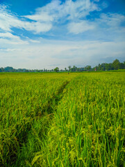 Rice farm field landscape on blue sky background