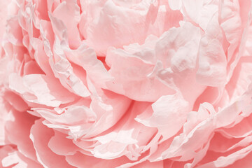 Beautiful view of white pink peonies close up lit by sunlight, midday light shadows, sun glare. Color gradient top view beauty nature aesthetic background. Natural floral pattern, selective