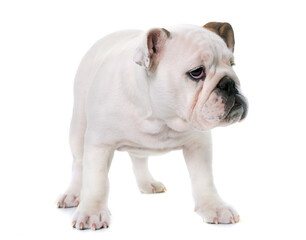 Obraz premium puppy english bulldog in front of white background