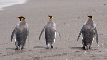 Fototapeta premium King Penguin close up in South Georgia