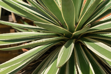 Fototapeta premium photo shows a yucca plant in pot in front of house, serving as decorative element. It contributes to the greening of the area and represents Asian plants. The landscaping work adds to its beauty