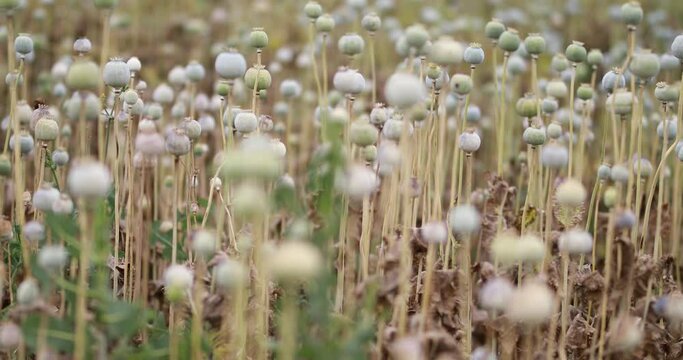 Capsule showing latex (opium) exuding from incision Plant showing the typical glaucous appearance