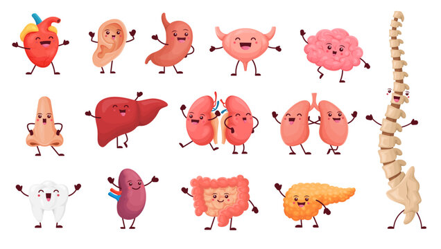 Cartoon organ characters with happy faces, cute anatomy. Internal body part vector personages, funny heart, liver, brain, lungs and tooth, kidney, stomach and spleen, intestine, bladder, ear and nose