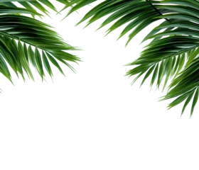 Poster green curved palm leaves isolated on transparent background, texture overlay for vacation, relaxation, travel and wellness © MOUNSSIF