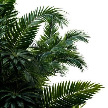 lush green curved palm leaves isolated on transparent background overlay texture