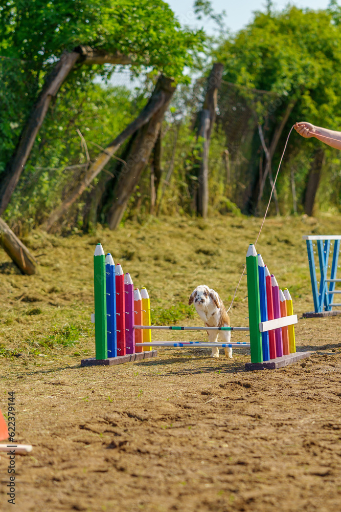 Wall mural cute bunny rabbit on the leash jumping over the obstacles during bunny race, green background, pet photography, bunny hop, kaninhop, Symbol of new year 2023, copy space, Easter concept