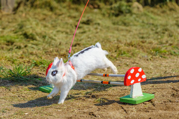 cute bunny rabbit on the leash jumping over the obstacles during bunny race, green background, pet photography, bunny hop, kaninhop, Symbol of new year 2023, copy space, Easter concept