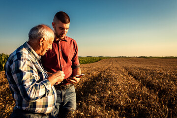 Two farmers standing in a field examining wheat crop at sunset and using tablet.