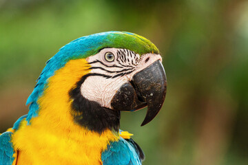 blue and yellow macaw Brazil © Christofer Silva 