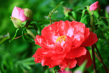 blooming red Peony flower with green leaves,close-up of red Peony flower blooming in the garden