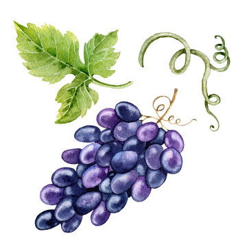 Watercolor fruits - grapes, grape leaf