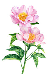 Peonies flowers on white background, watercolor illustration, flower clipart, bouquet of pink peonies