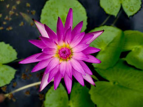 Purple Pink Water Lily: Macro Image of Nymphaea Capensis Caerulea, Egyptian Lotus Plants (manel flower)