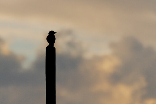 A campo flicker silhouetted by the setting sun.