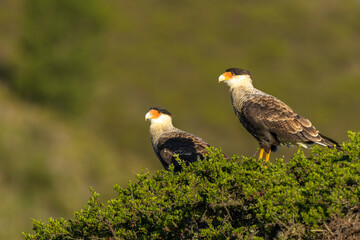 A pair of crested caracaras sitting in a tree.