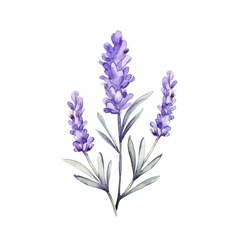 Aromatic Lavender Herbs Background, Square Watercolor Illustration. Healthy Vegetarian Diet. Ai Generated Soft Colored Watercolor Illustration with Delicious Aromatic Lavender Herbs.