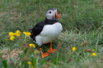 Close up of puffin bird or Fratercula in Iceland in summer season on cliff sea beach background. Animal.