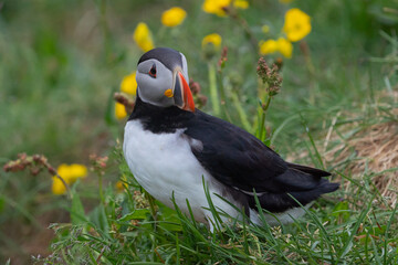 Close up of puffin bird or Fratercula in Iceland in summer season on cliff sea beach background. Animal.