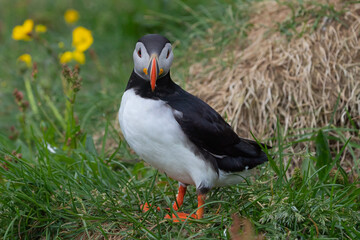 Close up of puffin bird or Fratercula in Iceland in summer season on cliff sea beach background. Animal.