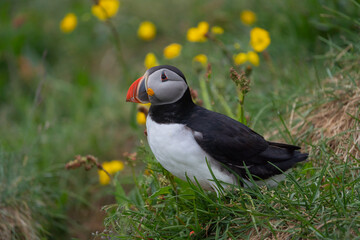 Close up of puffin bird or Fratercula in Iceland in summer season on cliff sea beach background....