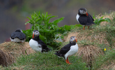 Close up of puffin bird or Fratercula in Iceland in summer season on cliff sea beach background....