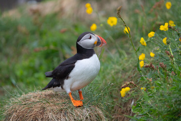 Close up of puffin bird or Fratercula in Iceland in summer season on cliff sea beach background. Animal.