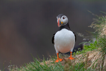 Close up of puffin bird or Fratercula in Iceland in summer season on cliff sea beach background. Animal.