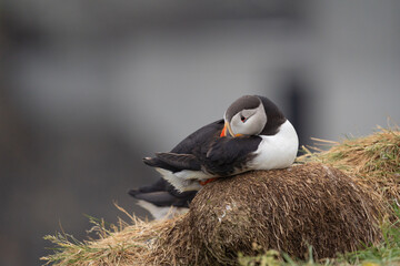 Close up of puffin bird or Fratercula in Iceland in summer season on cliff sea beach background....