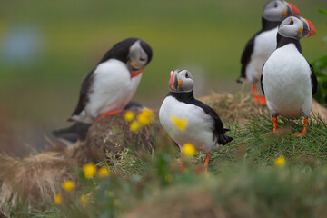 Close up of puffin bird or Fratercula in Iceland in summer season on cliff sea beach background....